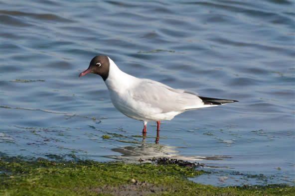 black headed gull